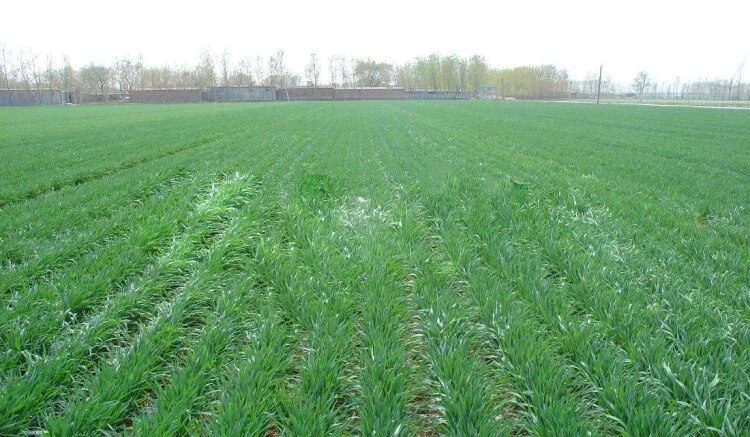  2-18 rows Wheat seeding machine